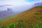 Foggy view of grasses Dolason Prairie Art Print